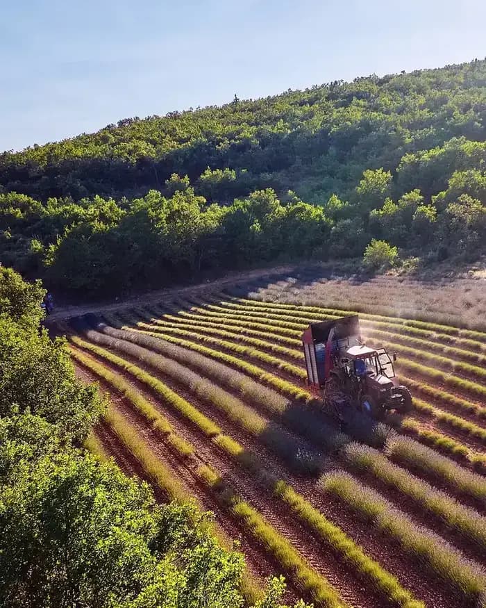 Young Living Seed to Seal Farm – Traktor auf Lavendelfeld, Luftaufnahme