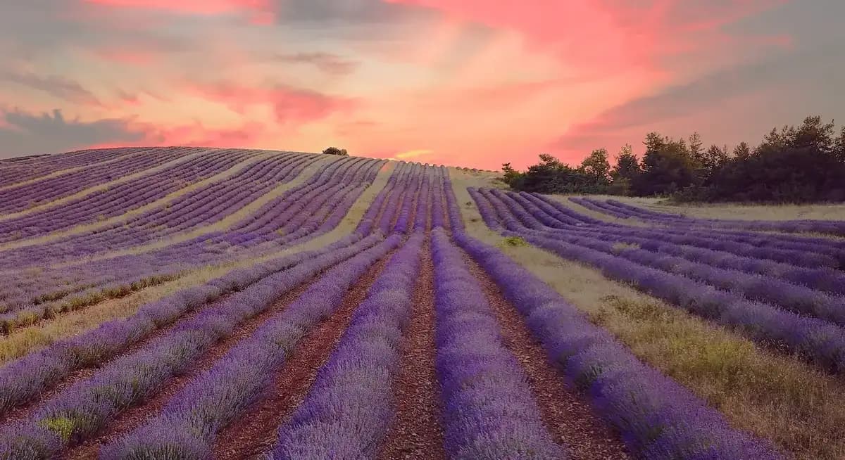Young Living Lavendelfeld – Seed to Seal Qualität