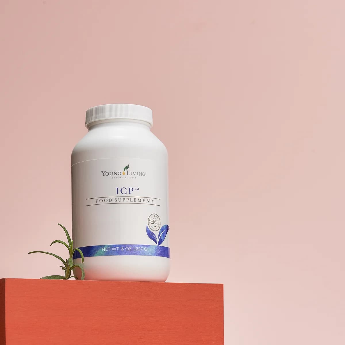 Eine weiße Dose Young Living ICP 227 g steht auf einem orangeroten Block neben einem kleinen Rosmarinzweig vor rosafarbenem Hintergrund.
