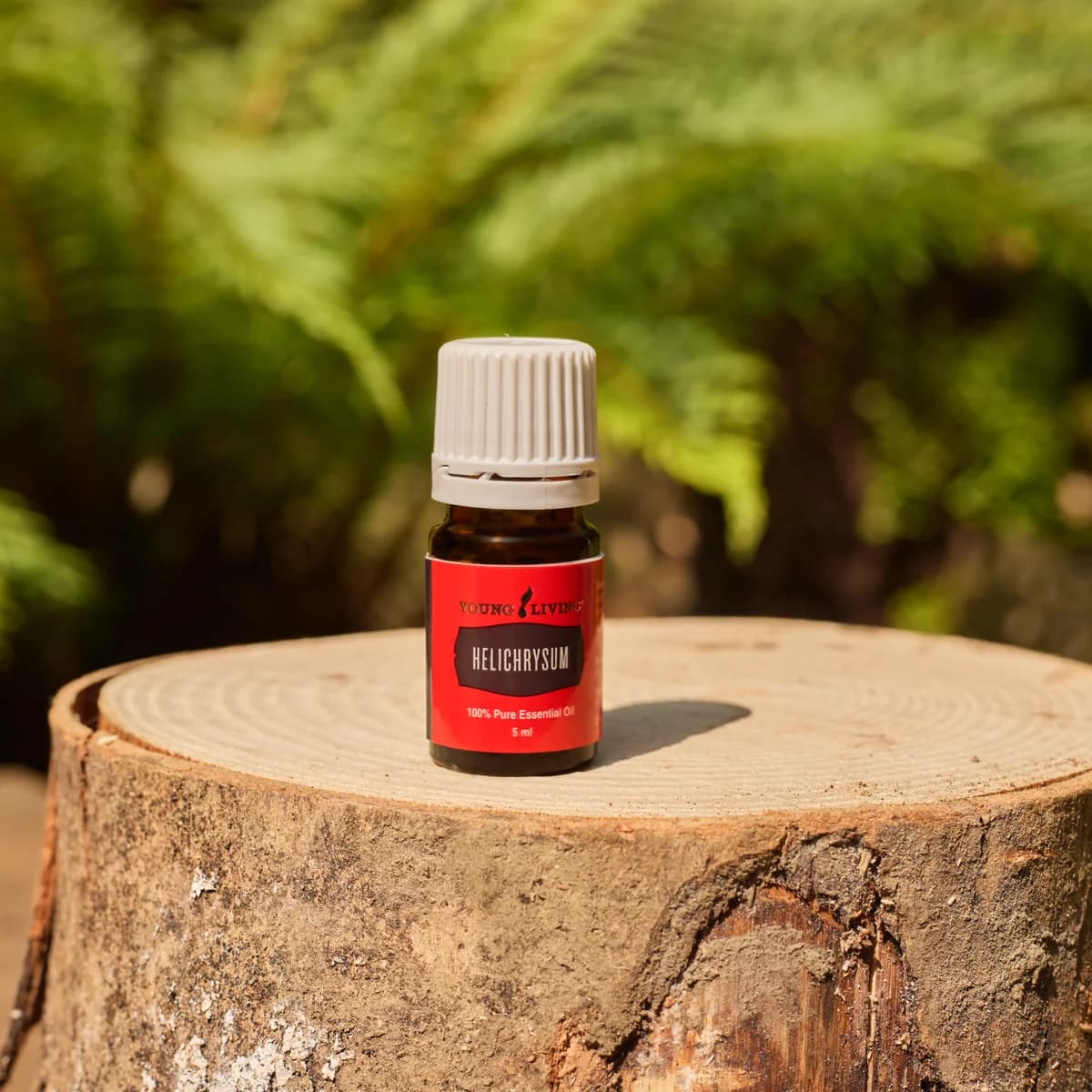 Ein Fläschchen Young Living Strohblumenöl 5 ml steht auf einem Baumstumpf, im Hintergrund sonnenbeschienene grüne Farne.