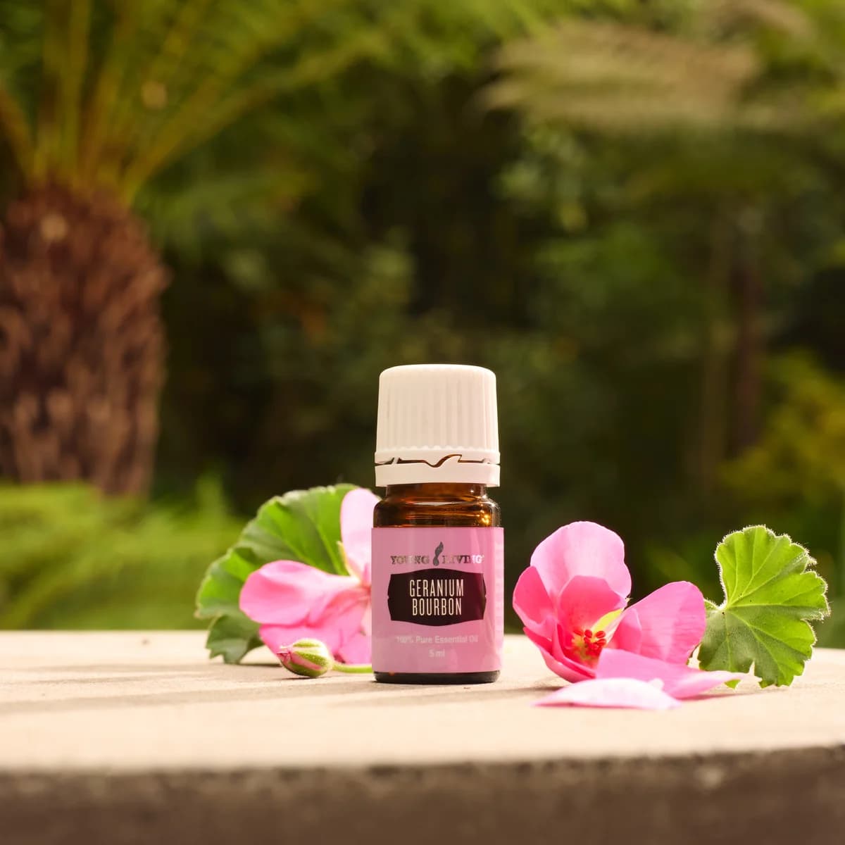 Ein Fläschchen Young Living Geranium Bourbon Öl 5 ml steht auf einer Steinplatte im Garten zwischen rosa Geranienblüten, dahinter dunkles Grün.