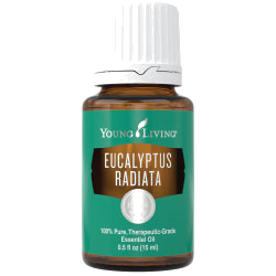 Eukalyptus – ätherisches Öl von Young Living